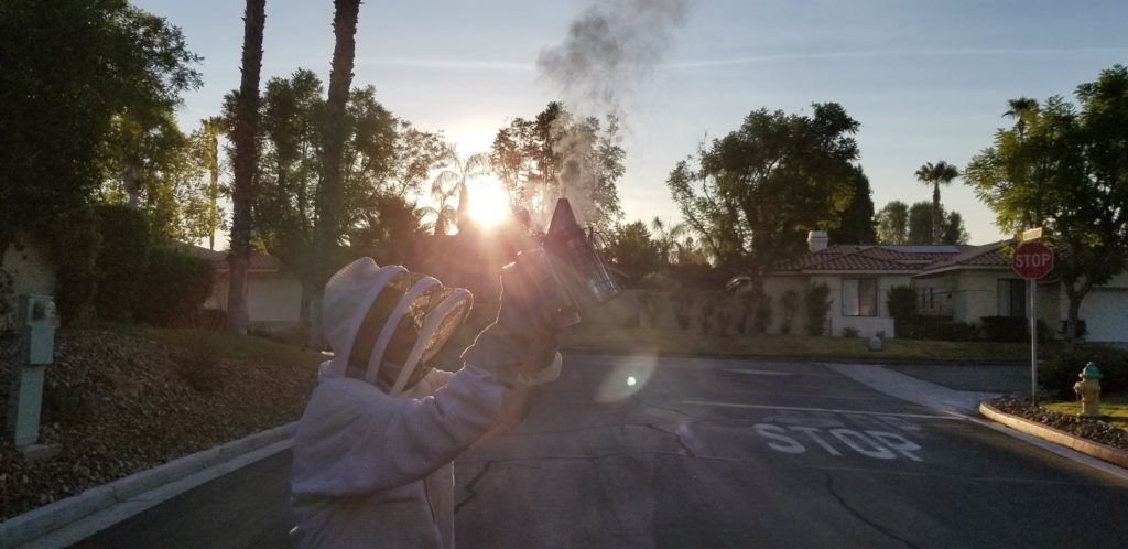 Evening with Honey Bees