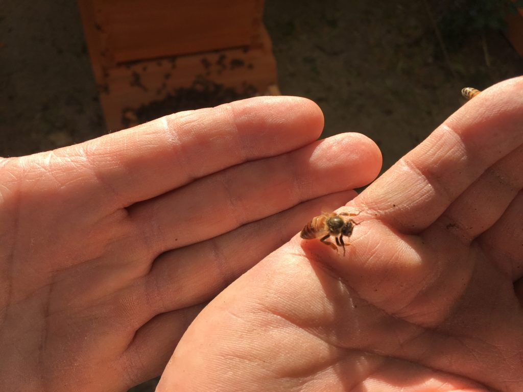 Gentle Bee Relocation