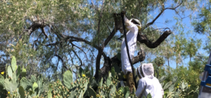 Pro Bee Removal Coachella Valley