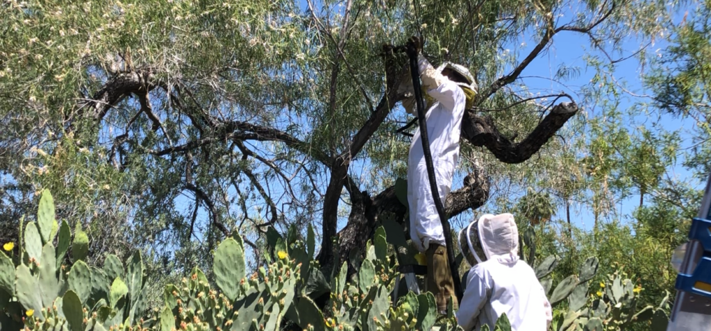 Pro Bee Removal Coachella Valley