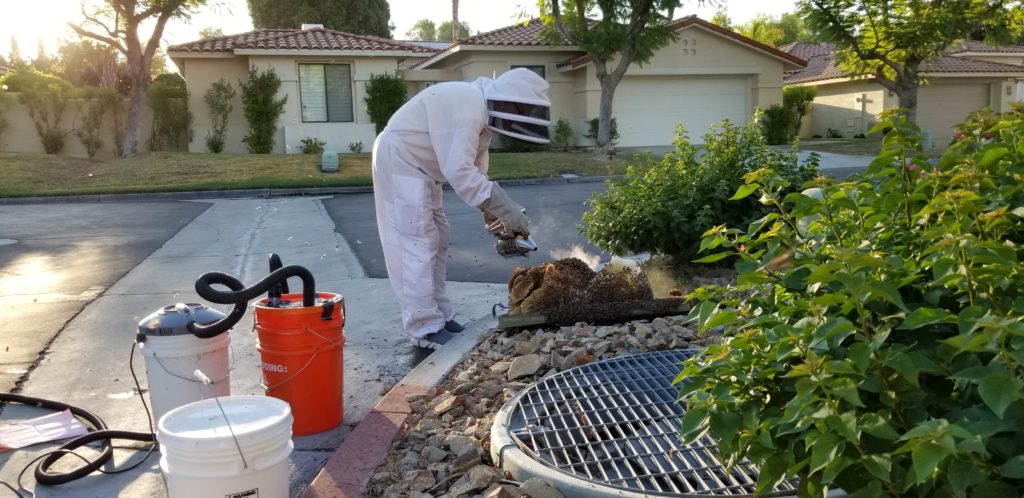 Honey BEe Hive Removal Progress
